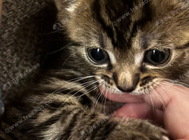 B,B x Bengal & Bombay x Bengal kittens