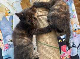 CALICO FEMALE KITTENS TO RESERVE