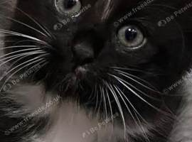 Black & white long haired female kitten