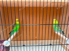 Pair of Green Budgies