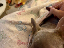 French bulldog for rehome