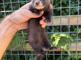 Semi angora dark sable Jill ferret