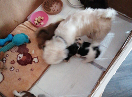 Lhasa Apso Puppies for sale