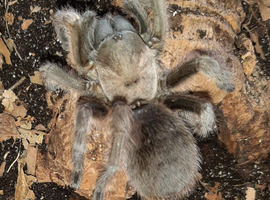 Wow stunning adult female A.hentzi (texas brown)