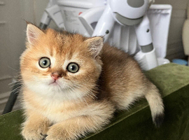 Black golden shaded British shorthairs