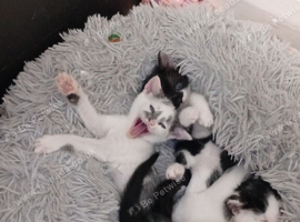 Kittens ready now