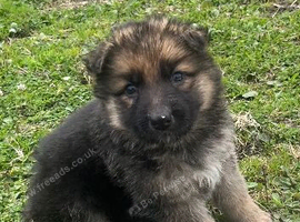 German Shepherd pups