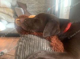 Chocolate boy