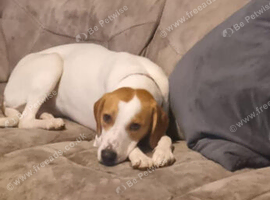 Foxhound cross whippit