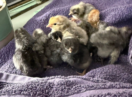 Chicks for sale