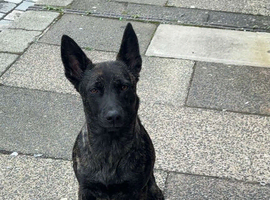 Dutch herder bitch