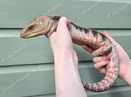 Northern blue tongue skink