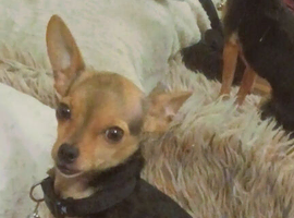 Young Chihuahua dog for Good Home