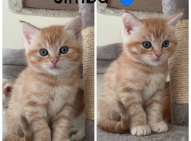Maine coon x BSH