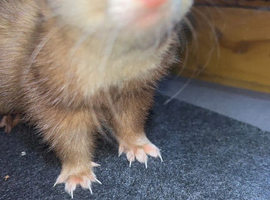 Half micro Ferrets jills
