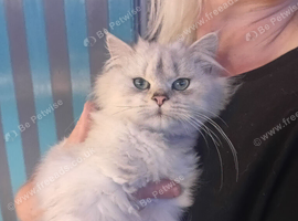 Kitten for sale