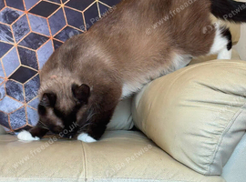 Females cat