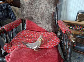 2 Cockateils for sale