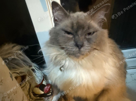Stunning blue point boy 2 years amazing personality