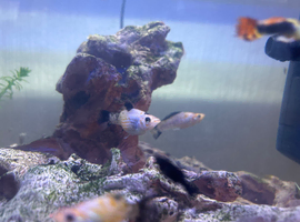Fish