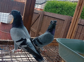 Turkish takla pair