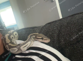 5 year old female royal python