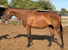 15.2 4yr old thoroughbred mare