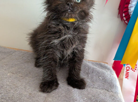 Stunning Maine Coon X Ragdoll