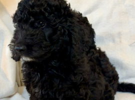 Stunning F1b cockapoo puppies READY NOW