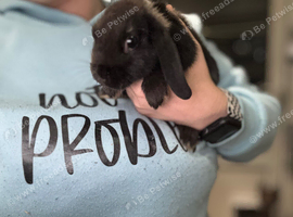 Adorable baby rabbits for Sale