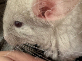 Beautiful Beige Male Chinchilla Looking for a Loving Home