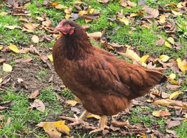 Columbian Blacktail Auto Sexing Hatching Eggs x 6