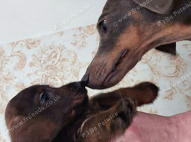 Doxiepoos