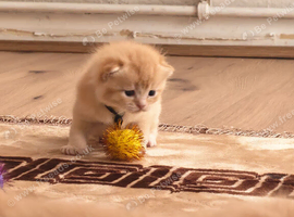 Beautiful Scottish fold and straight kittens