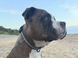 American bulldog called Buster!