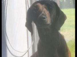 15 month old female dachsund