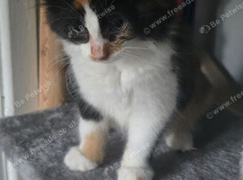 Cute Kitty