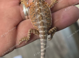 Stunning Red Monster Bearded Het / Hypos