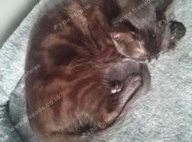 Beautiful female kitten 3 months old