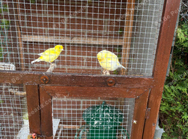 2 canaries male fyfe and female gloucester