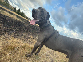 Great Dane