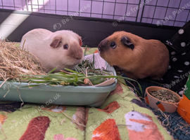 2 Boar Guinea Pigs (Bonded) with full setup