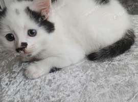 kitten