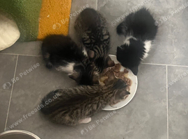 Ragdoll mix kittens