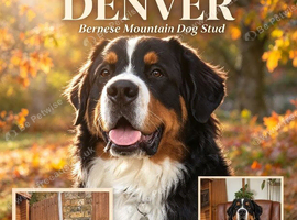 Stunning Romanian import Bernese proven