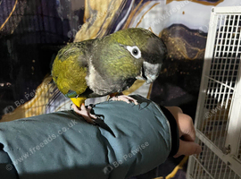 Tame and talking Pantagonion conure
