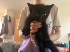 8 week old kitten