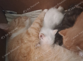 Sweet Litter of Fluffy Mixed Breed Kittens - Ready to Reserve:)