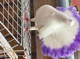 Garden White fan tail