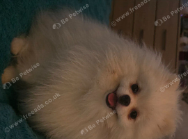 2 year old white teddy bear pomeranian dog for sale